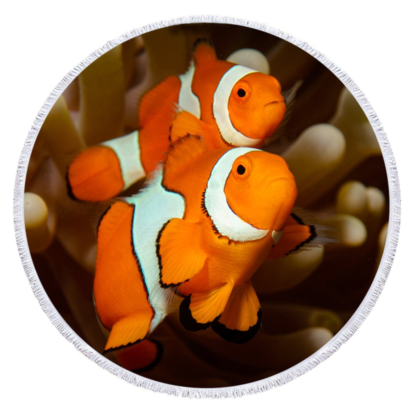 Clownfish - Customisable