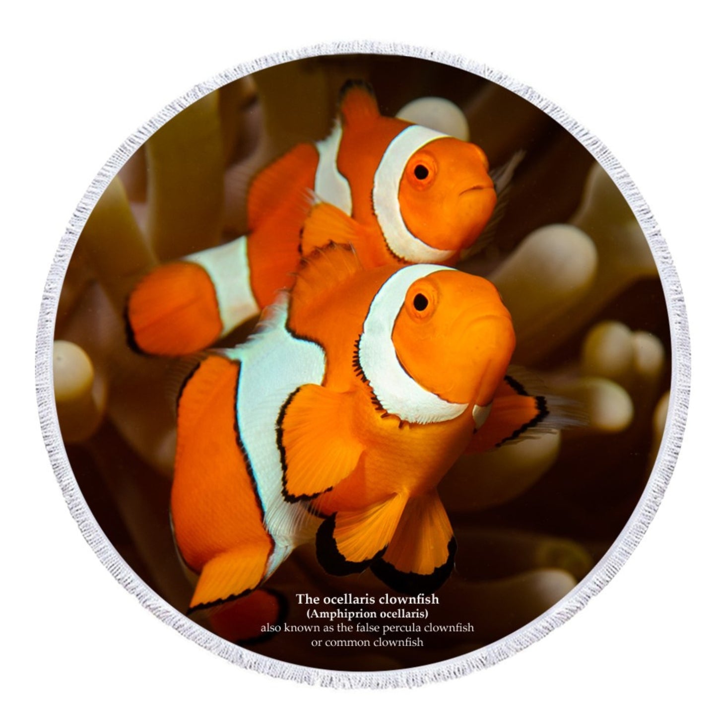 Clownfish - Customisable
